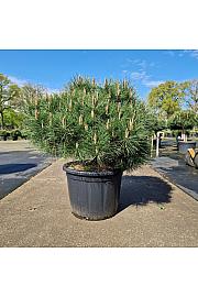 Pinus nigra Brepo C65 Lit. Na steblu 10 cm Krošnja 70-80 cm