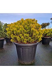 Pinus mugo Wintergold C80 Lit. 80/+ cm Krogla