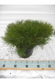 Pinus mugo Pumilio C7,5 Lit. 40-50 cm