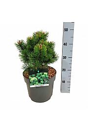Pinus mugo Mumpitz C7,5 Lit. 25-30 cm