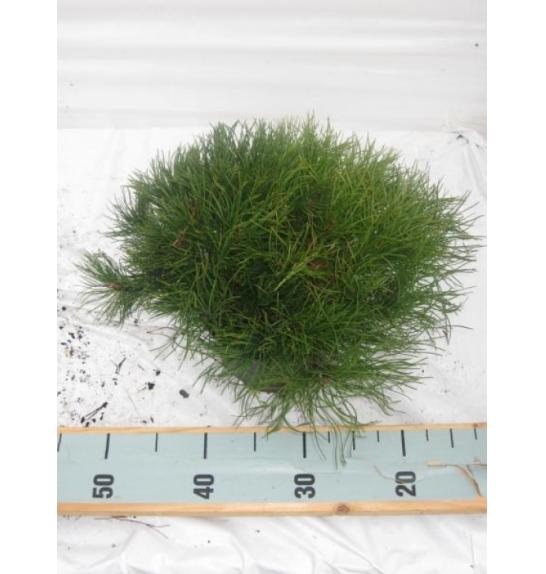 Pinus mugo Mughus C3 Lit. 30-35 cm