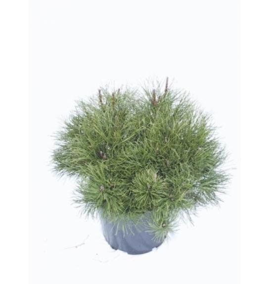 Pinus mugo Mughus C10 Lit. 50/-+ cm