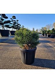 Pinus mugo Mops C8 Lit. 30/+cm old