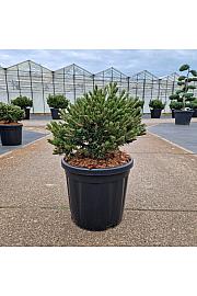 Pinus mugo Klostergrün C18 Lit. 40-50 cm