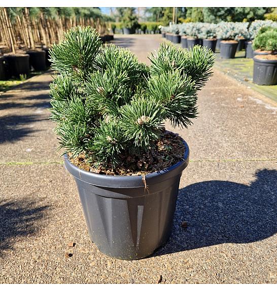 Pinus mugo Jakobsen C8 Lit. 25-30 cm