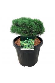 Pinus mugo Heideperle C15 Lit. 30-40 cm