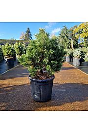Pinus mugo Gnom C18 Lit. 50-60 cm