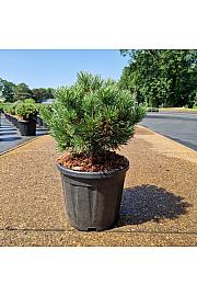 Pinus mugo Carstens Wintergold C11 Lit. 30-35 cm