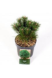 Pinus mugo Benjamin C2,5 Lit. 15-20 cm