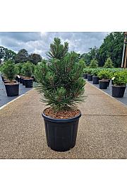 Pinus leucodermis Malinki C15 Lit. 50/+ cm