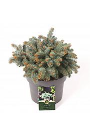 Picea pungens Waldbrunn C5 Lit. 25-30 cm