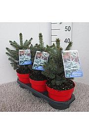 Picea pungens Super Blue C5 Lit. 30-40 cm
