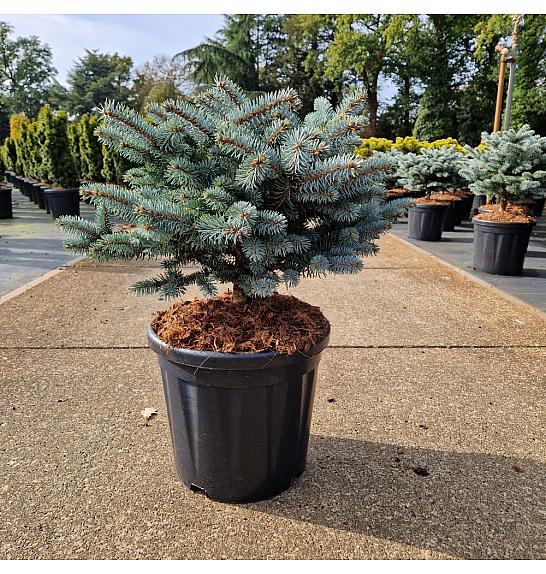Picea pungens Glauca Globosa C18 Lit. 40-50 cm