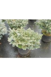 Picea pungens Glauca Globosa C15 Lit. 40-50 cm