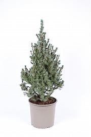 Picea glauca Sanders Blue C5 Lit. 40-60 cm