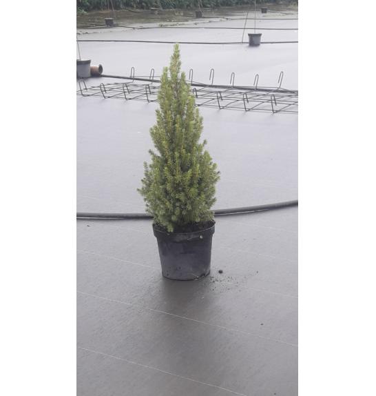 Picea glauca Perfecta C5 Lit. 70-80 cm