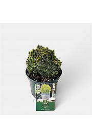 Picea glauca Jalako Gold C2,5 Lit. 15-20 cm