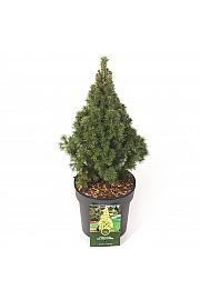 Picea glauca J. W. Daisy's White C2,5 Lit. 30-40 cm
