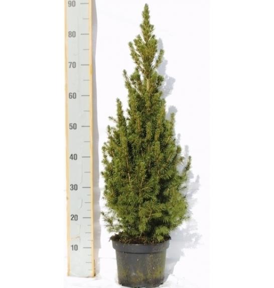 Picea glauca Conica C3 Lit. 60-70 cm