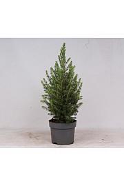 Picea glauca Conica C2 Lit. 40-60 cm