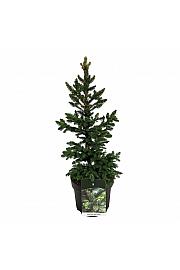 Picea abies Will´s Zwerg C7,5 Lit. 50-60 cm