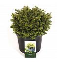 Picea abies Little Gem C5 Lit. 25-30 cm