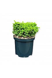 Picea abies Little Gem C2,5 Lit. 25-30 cm
