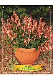 Phygelius rectus Candy Drops Tangerine Ø11