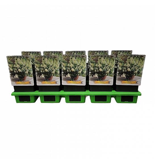 Phygelius rectus Candy Drops Cream Ø11