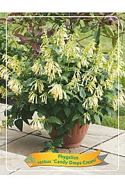 Phygelius rectus Candy Drops Cream Ø11