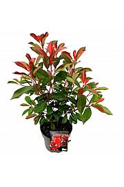 Photinia fraseri Red Robin C5 Lit. 50-70 cm