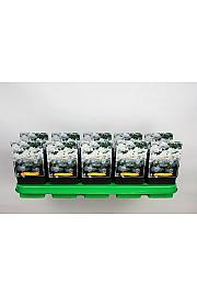 Phlox Rembrandt Ø11