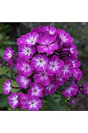 Phlox paniculata Tatjana Ø11