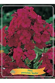 Phlox paniculata Starfire Ø11