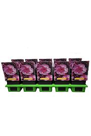 Phlox paniculata Smokey Ø11