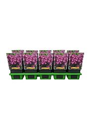 Phlox paniculata Purple Kiss ® Ø11