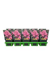 Phlox paniculata Pinky Hill Ø11