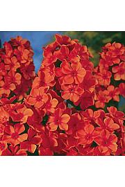 Phlox paniculata Orange Perfect Ø11