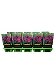 Phlox paniculata Bambini ® Desire Ø11