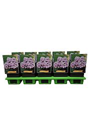 Phlox paniculata Bambini ® Candy Crush Ø11