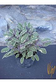 Salvia tricolor Ø14