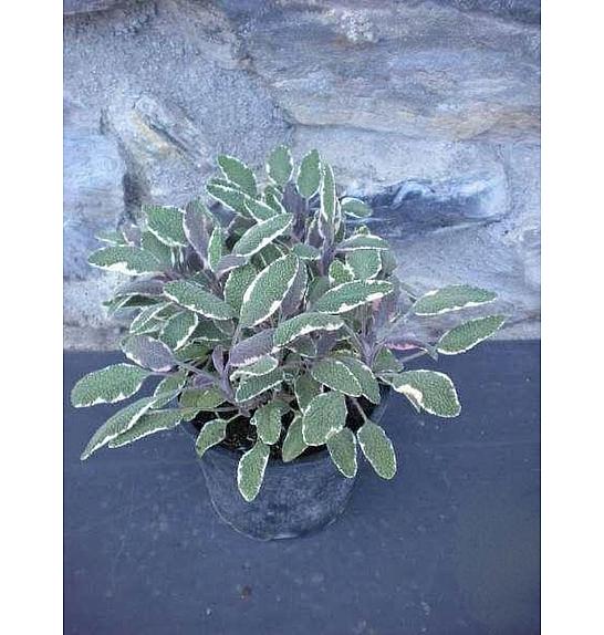 Salvia tricolor Ø14