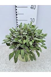 Salvia purpurea Ø19