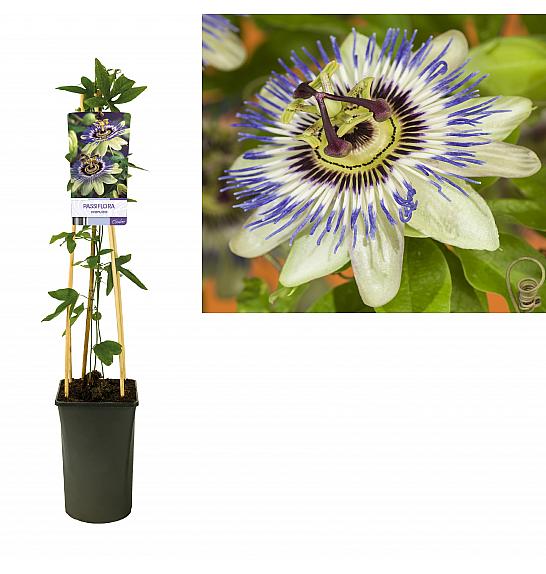 Passiflora caerulea C2,5 Lit. 40-60 cm