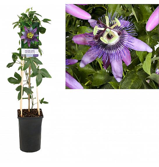 Passiflora Betty Miles Young C2,5 Lit. 40-60 cm