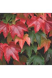 Parthenocissus tricuspidata Veitchii C2,5 Lit. 40-60 cm