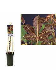Parthenocissus quinquefolia Henryana C2,5 Lit. 40-60 cm