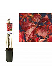Parthenocissus quinquefolia Engelmannii C2,5 Lit. 40-60 cm