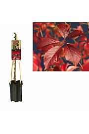 Parthenocissus quinquefolia Engelmannii C1,5 Lit. 30-40 cm