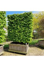 Parrotia persica Persian Spire V lesenem koritu 110x150 cm 200-225 cm